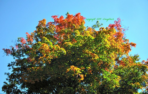 Treetop Fall Photo - Original Photo is Higher Resolution