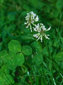 White clover, Trifolium repens