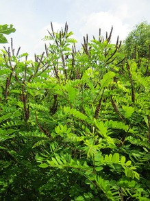 Amorpha fruticosa, A Legume Bush