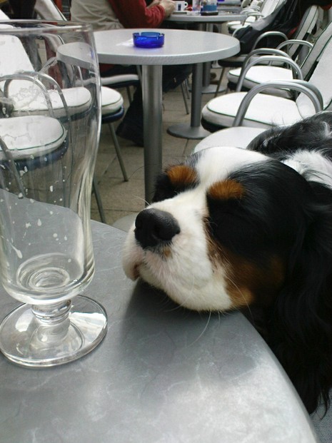 dog with empty beer glass in café