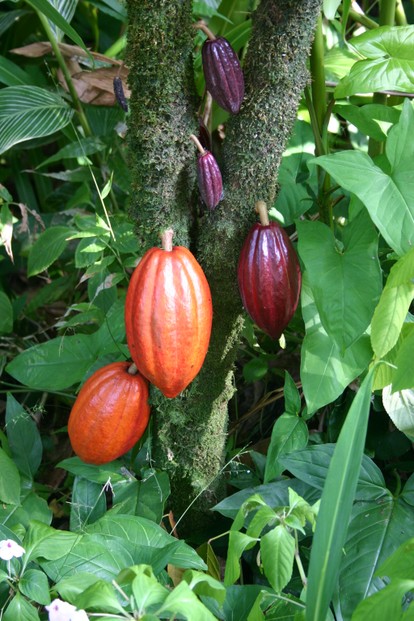 cacao with fruit pods in various stages of ripening; Hawaii (Big Island)
