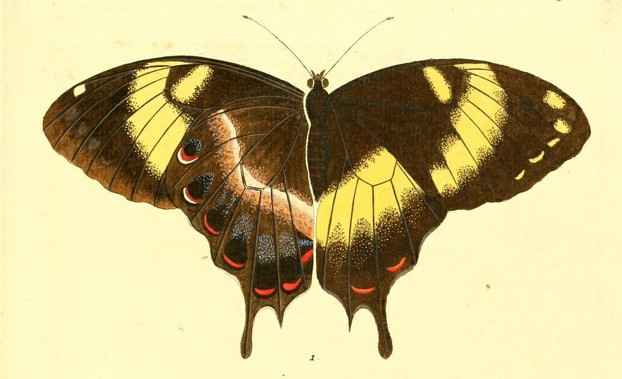E.J.C. Esper, Die ausländischen Schmetterlinge in Abbildungen nach der Natur (1830), Vol. II, Tab. XLV, Figure 1