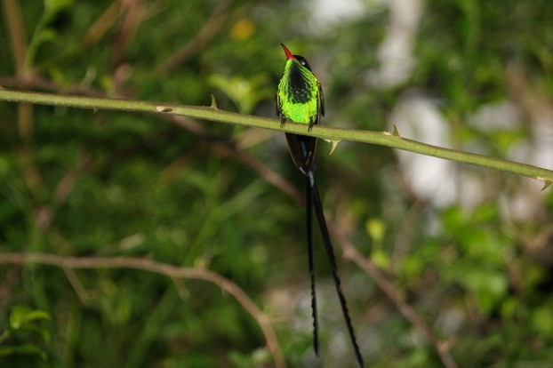 Jamaica's national bird, Red-billed Streamertail, is also known as doctor bird, scissor-tail or scissors tail hummingbird.