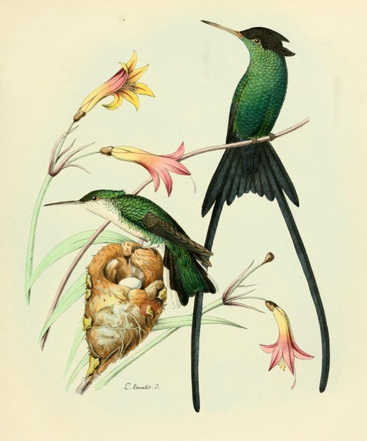 Étienne Mulsant and Édouard Verreaux, Histoire Naturelle des Oiseaux-Mouches (1874), between pp. 244-245