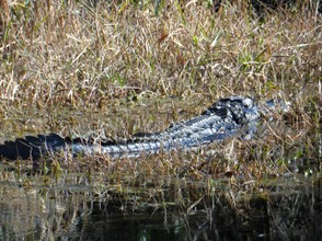 An American alligator, the "King of the Okefenokee", takes a break on a grassy resting spot.