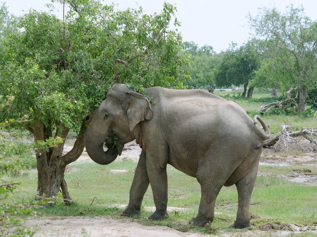 Yala National Park, southeastern Sri Lanka
