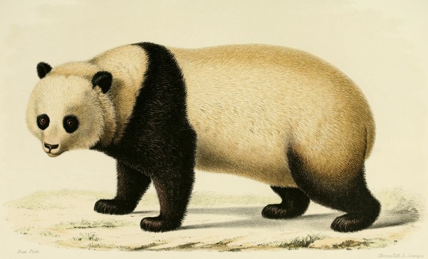 H. and A. Milne-Edwards, Recherches pour servir à l'histoire naturelle des mammifères-Atlas (1868-1874), Plate 50