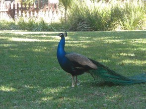Florida Peacock