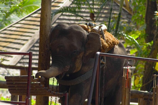 Thai Elephant Conservation Center, Lampang Province, north central Thailand