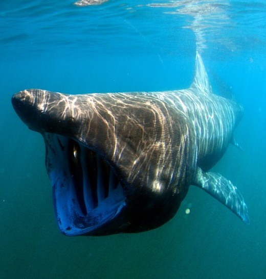 Image of a Basking Shark