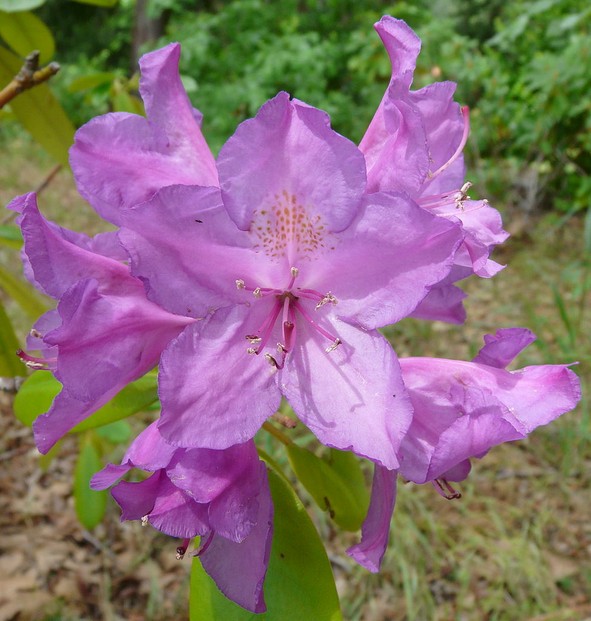 flower of common rhododendron or pontic rhododendron (Rhododendron ponticum): species native to Aghanistan