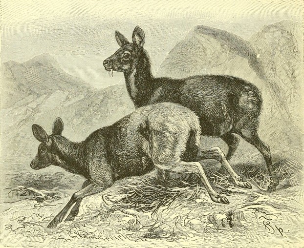 Richard Lydekker, The Royal Natural History, Vol. II section IV (1894), p. 396