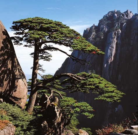 Ying Ke Pine, or Welcoming-Guests Pine, is estimated to have graced its landscape for over 1,500 years.