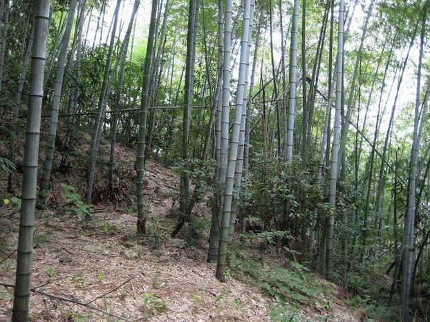 bamboo forest on Huangshan ("Yellow Mountains"), southern Anhui Province, eastern China