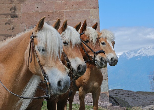 Haflinger horses display close similarities in coloring and profile.