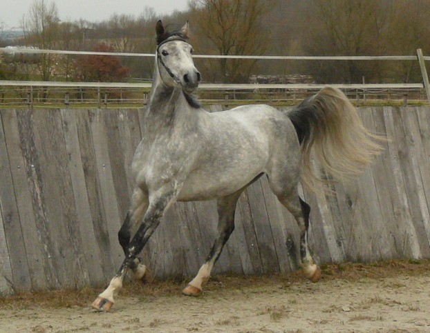 high-carried tail of Shagya Arabian; "une jument shagya grise" ("a gray Shagya mare")