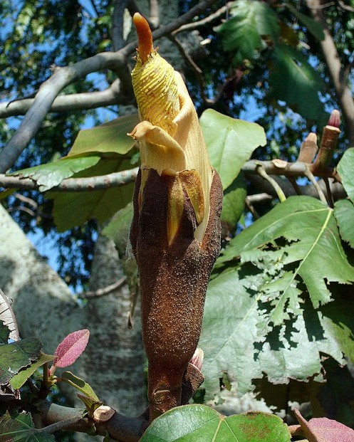 New World native balsa tree (Ochroma pyramidale) numbers among "Flowering Trees of South Florida."