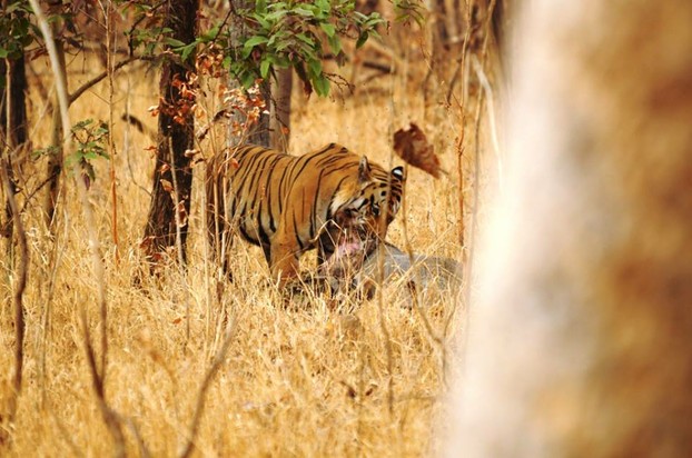 Bengal Tiger on Kill