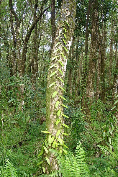 Vanilla Orchid Vine Growing up a Tall Tree