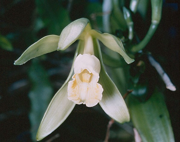 Flat-leaved Vanilla (Vanilla planifolia)