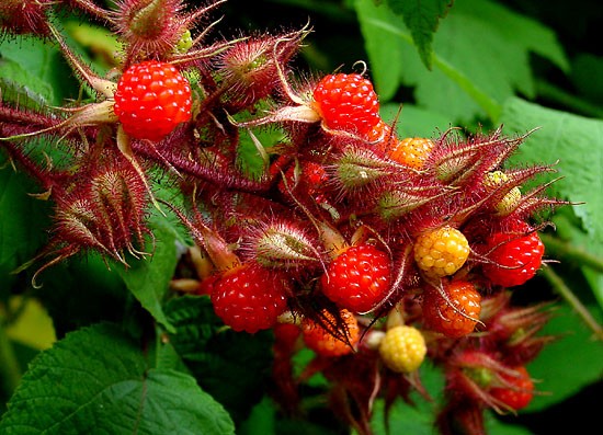 ripe and unripe wineberries (Rubus phoenicolasius)