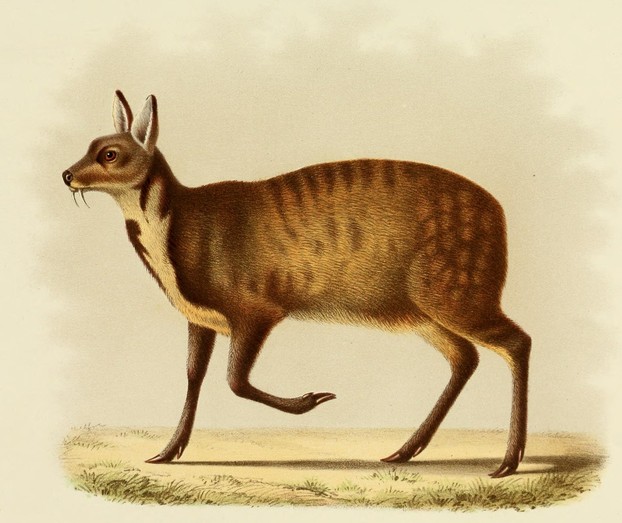H. and A. Milne Edwards, Recherches pour servir à l'histoire naturelle des mammifères: Tome seconde: Atlas (1868-1874), Plate 19