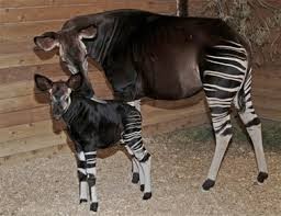 Okapi Baby with Mother