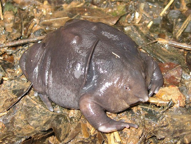 Male Purple Frog