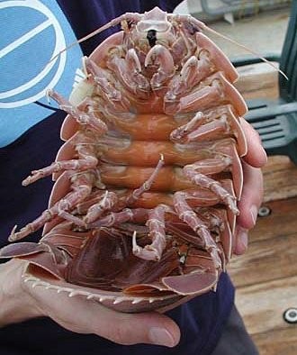 Male Giant Isopod