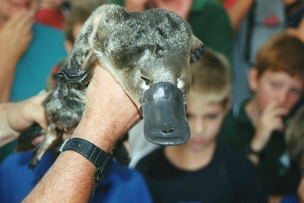 A duck? A beaver? No, it's a platypus!