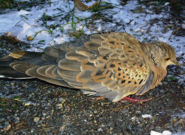 Black-and-white neck patch, multi-colored feathers and sometimes reddened legs characterize dainty turtle doves.