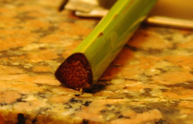 Pith (tissue), visible in cross section of triangle-shaped culm (stem; stalk) of papyrus plant (Cyperus papyrus), is used for making papyrus paper.