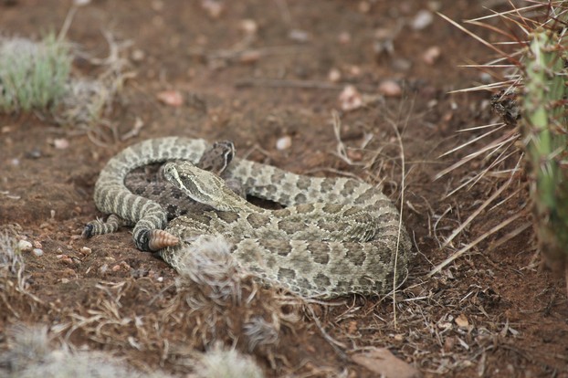 Adult (probably female) prairie rattlesnake encircles young'un.