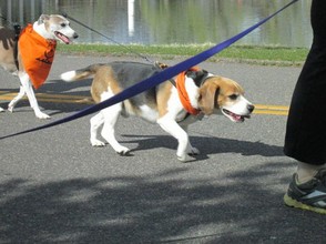 Furry Scurry Beagles