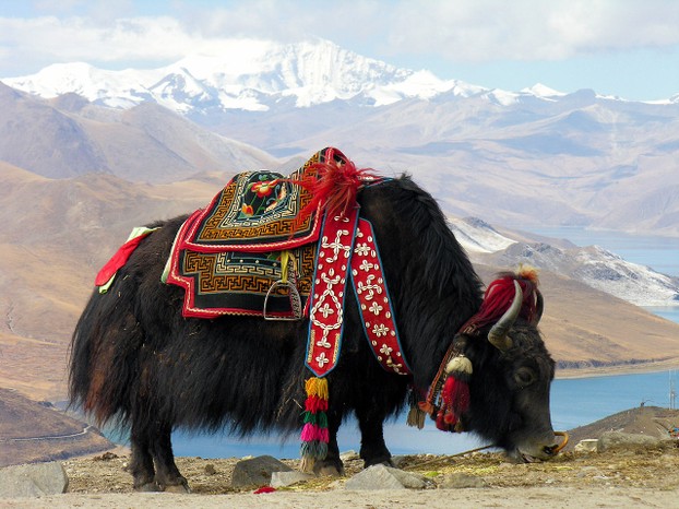 Yamdrok Lake, Nangartse (Nakartse) County, Shannan Prefecture, southeast Tibet Autonomous Region, Southwest China