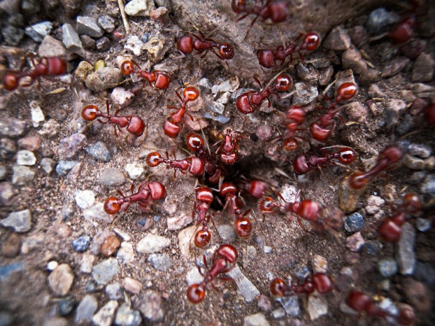 mountain ants (Hormigas spp.); Tepeji del Río, Hidalgo, southeastern Mexico