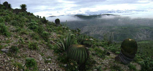 Tehuacán-Cuicatlán Biosphere Reserve, near San Antonio Texcala, Puebla state, Central México