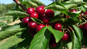 Cherries from Emilia-Romagna