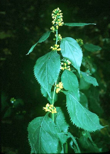 USDA Soil Conservation Service, "Zigzag Goldenrod Solidago flexicaulis L," Midwest Wetland Flora (1989)
