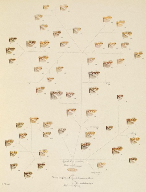 Annette F. Braun, Evolution of the Color Pattern in the Microlepidopterous Genus Lithocolletis (1914), Plate III