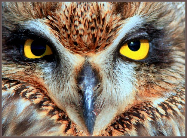 short-eared owl (Asio flammeus); Boundary Bay, British Columbia and Washington state; listed as endangered in New Mexico