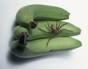 Brazilian Wandering Spider ' Banana Spider '