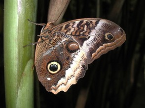 Owl butterfly (Caligo eurilochus)