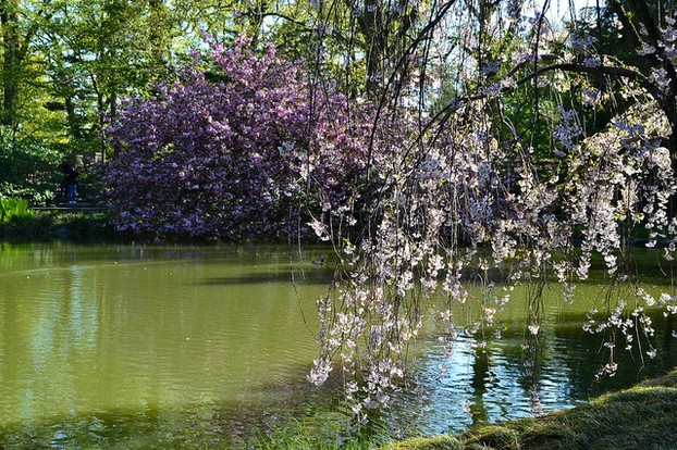 Flowering trees along the Japanese Hill-and-Pond Garden.