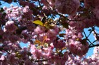 The cherry trees along the Cherry Esplanade are a major attraction in May.