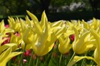 Tulips in a dazzling display of colors are a major attraction to photography enthusiasts - like me!