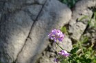 A single flower peeking through the rocks