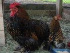 A Golden Lace Cochin Bantam rooster and hen