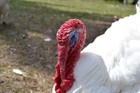 A White Holland Tom turkey