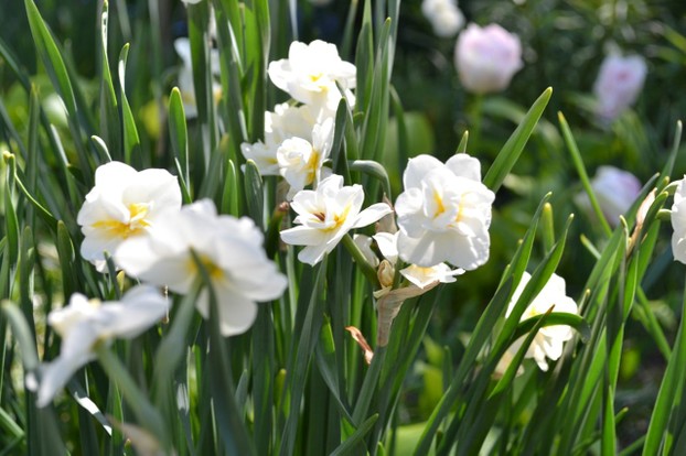 Double daffodils are just one variety of beautiful blooms in Fort Tyron Park.